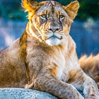 iPhone 4k animal wallpaper