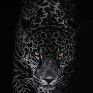 iPhone 4k animal wallpaper