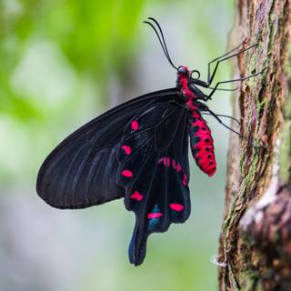 Insects 4k wallpaper
