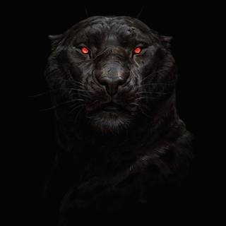 iPhone 4k animal wallpaper