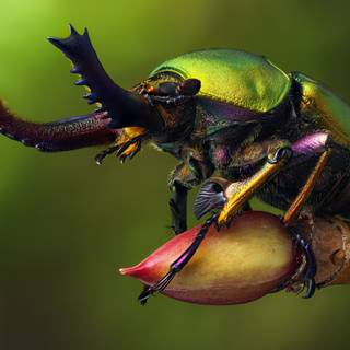 Insects 4k wallpaper