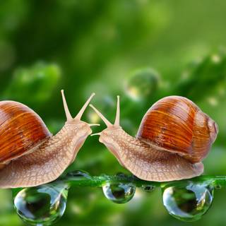 Insects 4k wallpaper