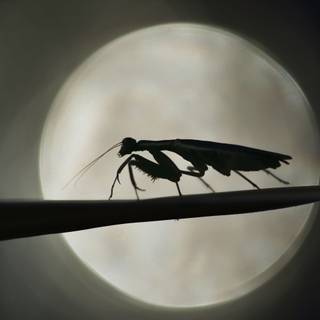 Insects 4k wallpaper