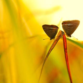 Insects 4k wallpaper