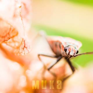 Insects 4k wallpaper