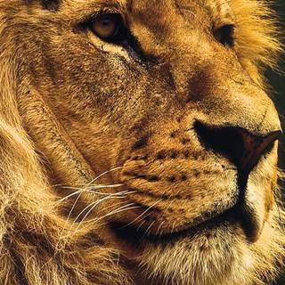 iPhone 4k animal wallpaper