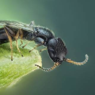 Insects 4k wallpaper