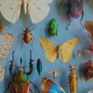 Insects 4k wallpaper