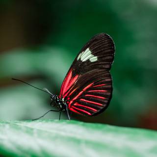 Insects 4k wallpaper