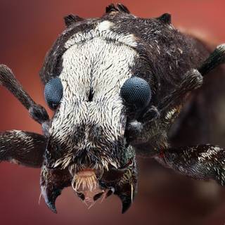 Insects 4k wallpaper