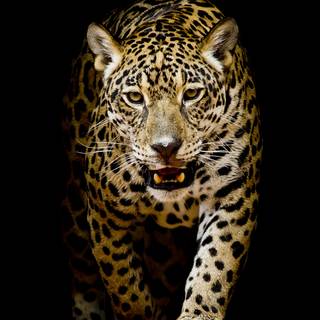 iPhone 4k animal wallpaper