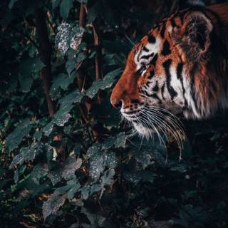 iPhone 4k animal wallpaper