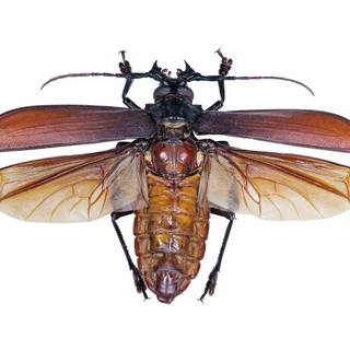 Insects 4k wallpaper