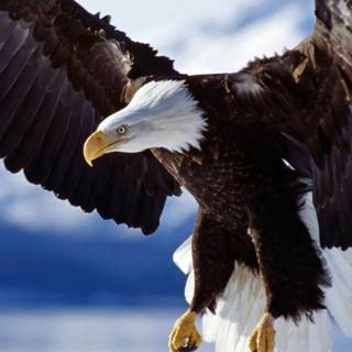 iPhone 4k animal wallpaper