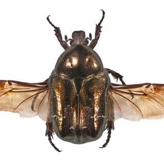 Insects 4k wallpaper