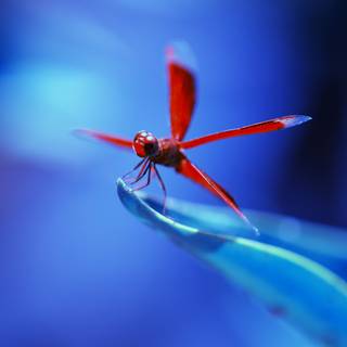 Insects 4k wallpaper