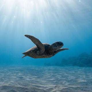 iPhone 4k animal wallpaper
