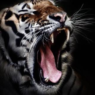 iPhone 4k animal wallpaper