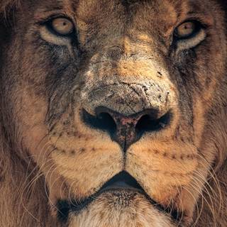 iPhone 4k animal wallpaper