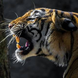 iPhone 4k animal wallpaper