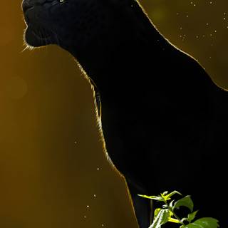 iPhone 4k animal wallpaper