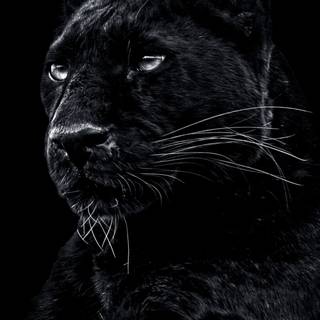 iPhone 4k animal wallpaper