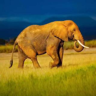 iPhone 4k animal wallpaper