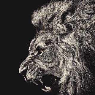 iPhone 4k animal wallpaper