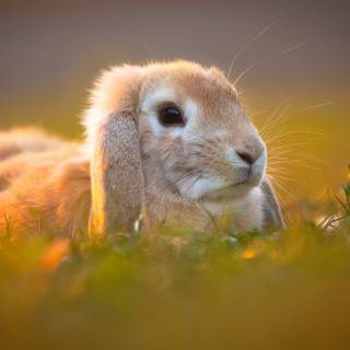 Cute bunny rabbits wallpaper