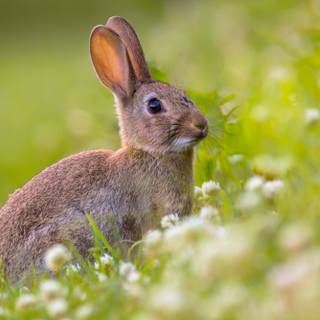 4k rabbit wallpaper