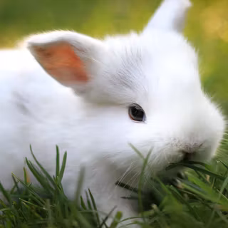 4k rabbit wallpaper