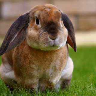 4k rabbit wallpaper