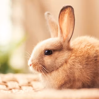 4k rabbit wallpaper