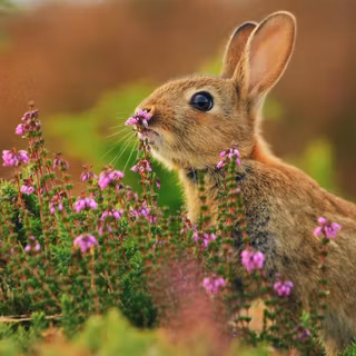 4k rabbit wallpaper