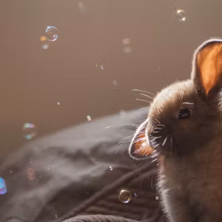 4k rabbit wallpaper
