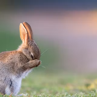4k rabbit wallpaper