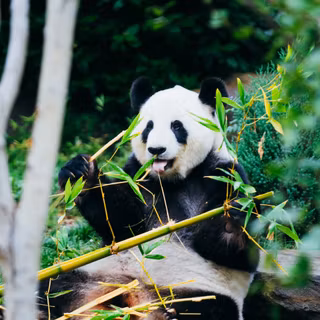 Green panda wallpaper