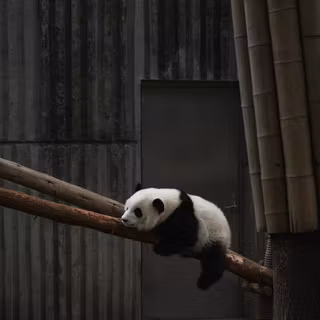 Panda HD phone wallpaper