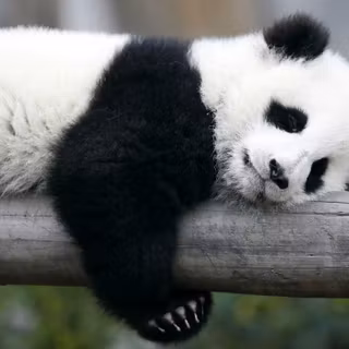 Panda cute 4k wallpaper