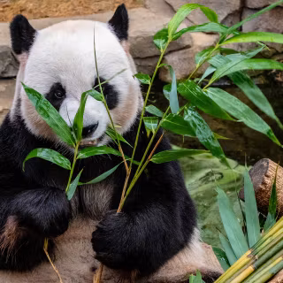 Cute panda desktop wallpaper