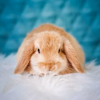 4k rabbit wallpaper
