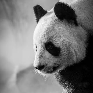 Panda cute 4k wallpaper