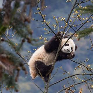 Panda cute 4k wallpaper