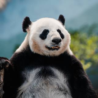 Panda cute 4k wallpaper
