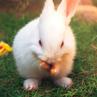 4k rabbit wallpaper