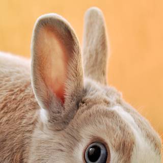 4k rabbit wallpaper