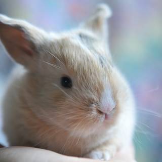 4k rabbit wallpaper