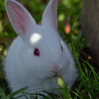 4k rabbit wallpaper