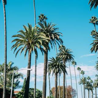 Beverly Hills 4k wallpaper