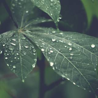 Rain laptop wallpaper